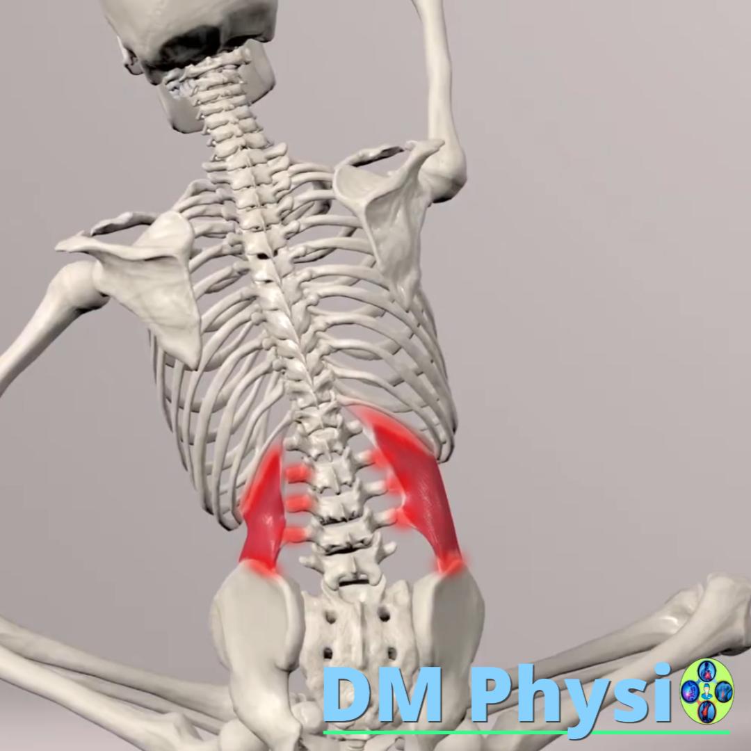 Изображение на квадратния мускул на кръста